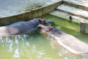 Tickets to Barcelona Zoo
