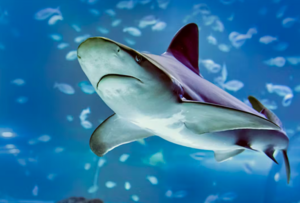 Atlantis Aquarium Madrid Tickets