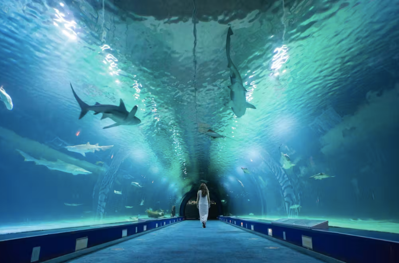 Oceanogràfic of Valencia + Bioparc Valencia Oceanogràfic of Valencia + Bioparc Valencia